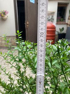 Australische Fingerlimette 60–70 cm – Kaviar-Limette (Microcitrus australasica) – Exotischer Citrusbaum mit Kaviarfrüchten für Balkon & Garten Kunden-Foto 4