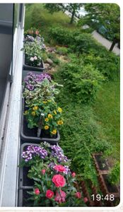 4er Set Blumenkasten mit Wasserspeicher Blumenkasten Fensterbank Pflanzkasten Outdoor Wasserstandsanzeiger Gießschacht Bewässerungsband 50 cm Anthrazit Kunden-Foto 1