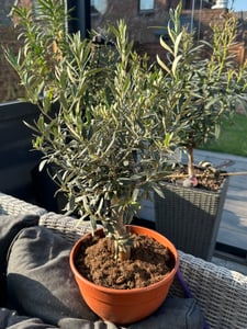 Olivenbaum Bonsai Formgehölz, Olive winterhart, Olea europaea 50 - 60 cm Kunden-Foto 22