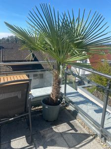 XXL Palme Stammhöhe 40-50 cm winterhart 160-180 cm Trachycarpus fortunei, Hanfpalme, Kunden-Foto 56