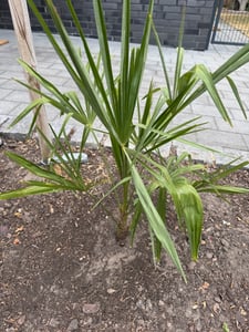 Trachycarpus Fortunei Hybrid Hanfpalme 130-160cm aus Freilandzucht Frosthart  bis -18 Grad Kunden-Foto 2