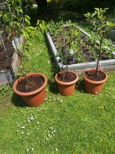 Set mit 3 Obstbäumen – 1 Apfel, 1 Birne, 1 Kirsche – Höhe +100 cm – 5-Liter-Topf – Mischung A Kunden-Foto 12