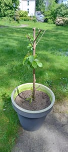 Czereśnia 'Kordia' 100-120 cm | Prunus avium | drzewo owocowe Czereśnia do ogrodu | późno dojrzewająca i wysokowydajna Zdjęcie produktu od klienta nr 8