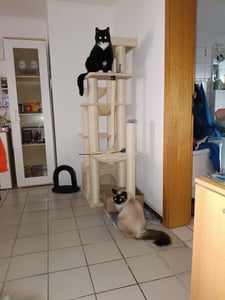 XXL Kratzbaum Extra-Dick Stämme 170cm, robuster Katzenturm, robust für Maine Coon bis 9kg, 13 Säulen, großer Sitz, geräumige Höhle, Hängematte Kunden-Foto 1