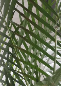 [Palmenlager] Goldfruchtpalme 150 cm - Areca Palme mit dichtem XL Wuchs - Topf 24 cm Ø // Zimmerpflanze Zimmerpalme // Kunden-Foto 3