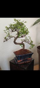 Bonsai Baum mit Keramik Blumentopf - Ligustrum, Ficus, Carmona, Podocarpus, Chinese elm - ca. 6-9 Jahre (15 cm Schale ca. 6 Jahre, Chinese elm P15 S) Kunden-Foto 2