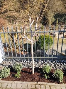 Feigenbaum 150-180 cm Obstbaum winterhart kräftiger Stamm, Ficus Carica, Feige, Obst Kunden-Foto 4