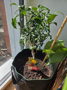 Citrus Yuzu 130 - 150 cm, Zitronenbaum Zitrone, japanische Zitrone, winterhart Kunden-Foto 8