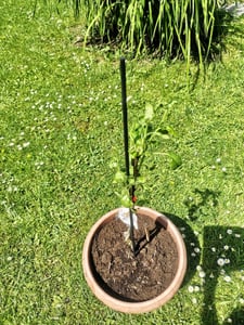 Set mit 3 Obstbäumen – 1 Apfel, 1 Birne, 1 Kirsche – Höhe +100 cm – 5-Liter-Topf – Mischung A Kunden-Foto 1