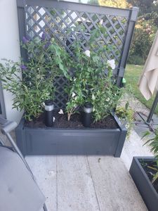 KHW Pflanzkasten 100 cm mit Spalier, Abmessungen B 100 x T 43 x H 140 cm, hochwertiger Kunststoff,  stabil, witterungs-/UV-beständig. Farbe: Anthrazit Kunden-Foto 4