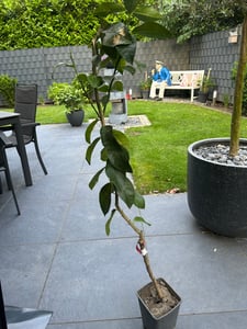 Drzewko cytrynowe Zagara Bianca 100–140 cm – Citrus limon, pachnące kwiaty, jadalne owoce, śródziemnomorska roślina doniczkowa, mrozoodporna w ograniczonym zakresie Zdjęcie produktu od klienta nr 1
