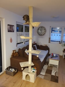 Feandrea Kratzbaum deckenhoch, 231-291 cm höhenverstellbarer xxl, hoher mehrstufiger Katzenkratzbaum, 11 cm dicke Stämme hellgrau Kunden-Foto 14