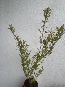 Punica granatum 'Acco', granátové jablko, 2 l kvetináč Fotografia od zákazníka č. 1