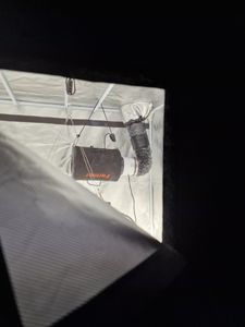 JUNG Gewächshaus Growbox Komplettset Anzuchtset mit Zuchtzelt LED Lampe, Anbau Pflanzen, BxTxH: 120x120x200,00 cm, Growbox, Gewächshaus Komplett Set Kunden-Foto 3