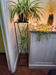 HowHomely Modern Pflanzenständer, Blumenhocker aus Metall Gold 70 cm Höhe - Blumenständer für das Haus Kunden-Foto 2