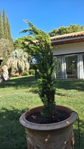 Bloomique - Cupressus Sempervirens - Cyprès italien - Plantes jardin - Rustiques - Persistant - 80-100 cm haut - Pot 18 cm Photo du client 1