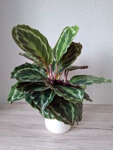 Roślina cieniolubna o niezwykłym wzorze liści - Calathea Medaillon - doniczka 14 cm - wysokość ok. 50 cm Zdjęcie produktu od klienta nr 1