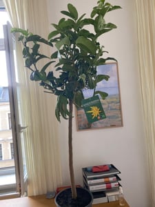 Buddha's Vinger Citroen, 130–170 cm, citrusplant, exotisch, geurig, gedeeltelijk winterhard, citroenboom voor tuin, balkon of pot Klantenfoto 2