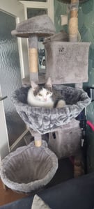 HAPPYPET Universal XXL Liegemulde für Kratzbaum Ø 45 cm - Schlafmulde für große Katzen, Maine Coon, Stabil bis 20 kg Traglast, Katzenmulde, Grau Kunden-Foto 2