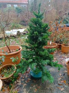 Supporto per albero di Natale, per acqua, diametro 30 cm Foto del cliente 1