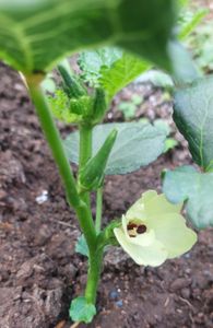 Okra 'Clemson Spineless' Quedlinburger Gemüsesamen Kunden-Foto 1