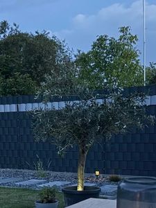 Olivenbaum Olive "Angebot" 150 - 180 cm, beste Qualität, winterhart, Olea Europaea Kunden-Foto 34