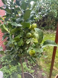 Citrus limon lunario 100-130 cm - Echter Zitronenbaum - Vier-Jahreszeiten-Zitrone Kunden-Foto 6