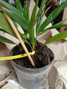 BALDUR-Garten 1x Winterharte Kübel-Palme, Pflanze im 13 cm-Topf, Chinesische Hanfpalme, Freilandpalme, Gartenpalme,Trachycarpus fortunei, frosthart und trockenresistent Kunden-Foto 4
