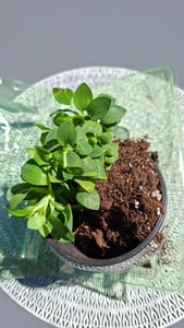 BALDUR Garten Winterharte Alstromeria-Kollektion 'Incalys®', 3 Pflanzen, Neuzüchtung, winterhart bis -8°C, blühender Blickfang von Mai bis Oktober, Lieferung im 12 cm XL Topf Kunden-Foto 5