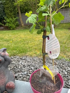 BALDUR Garten 1x Himbeer-Baum Raspbeary® , Pflanze im 4,6 Liter-Topf, Lieferung mit Stamm & Krone, winterhart, mehrjährig, pflegeleicht, Rubus idaeus, Himbeere, essbare Früchte, Obst-Rarität Kunden-Foto 3