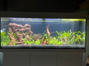 Schicker Mineral-Aquariumkies schwarz 5 kg-2-3mm Kunden-Foto 1