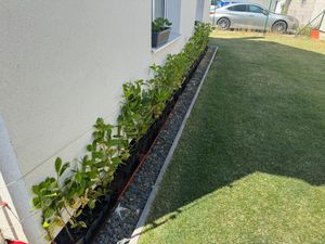 Lauroceraso 'Novita' 30-50 cm - 1 Pflanze - Prunus laurocerasus 'Novita' - Topfgewachsen Foto del cliente 5