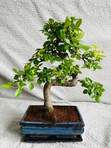 Bonsai Baum mit Keramik Blumentopf - Ligustrum, Ficus, Carmona, Podocarpus, Chinese elm - ca. 6-9 Jahre (20cm Schale ca. 8 Jahre, Chinese elm P20 S) Kunden-Foto 5