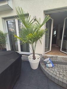 XXL Palme Stammhöhe 40-50 cm winterhart 160-180 cm Trachycarpus fortunei, Hanfpalme, Kunden-Foto 34
