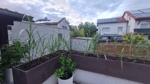 4 x Riesen Chinaschilf, ideal als Hecke und Sichtschutz, Miscanthus giganteus Kunden-Foto 1