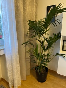 Kentia Palme 140-160 cm Howea forsterian Kunden-Foto 1