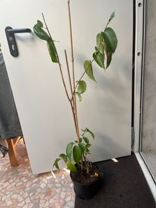 Heptacodium miconioides, Sieben-Söhne-des-Himmels, 60–80 cm Kunden-Foto 1