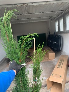 6x Mittelmeerzypresse 160 cm Säulen Toskana Zypressen Zypresse Cupressus Semper. Kunden-Foto 4