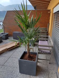 Seltene Trachycarpus Wagnerianus Hanfpalme bis 120 cm Höhe Frosthart bis -19 Grad Kunden-Foto 6