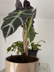Alocasia Polly 35 cm - pianta tropicale a foglia di elefante, facile da curare, decorazione per casa e ufficio, ideale per gli amanti delle piante da appartamento Foto del cliente 1