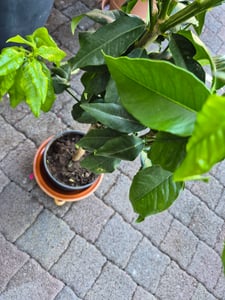 Bergamotte Pflanze 70–100 cm Citrus Bergamia Fantastico Echte Zitruspflanze Duftpflanze für Tee & Aromatherapie Kunden-Foto 6