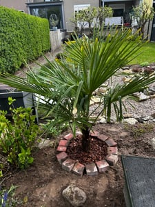 XXL Palme Stammhöhe 40-50 cm winterhart 160-180 cm Trachycarpus fortunei, Hanfpalme, Kunden-Foto 11