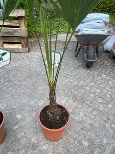 XXL winterharte Palme Hanfpalme 160-220 cm -18 °C Trachycarpus Fortunei Kunden-Foto 14