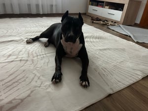 Tribesigns Waschbarer Teppich Wohnzimmer 160x230cm, Abstrakt-Design mit weichem Kurzflor & Boho-minimalistischem Stil, rutschfest, Esszimmer, Grau Kunden-Foto 1
