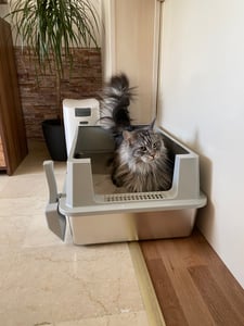 Katzenklo Edelstahl XXL Groß – Katzentoilette Edelstahl für große Katzen & 2 Katzen – XXL Katzenklo für Maine Coon – Hoher Rand, Auslaufsicher, Geruchsresistent – Mit Schaufel – 71x52x30 Kunden-Foto 1