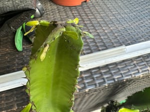 Kaktus mleczny Euphorbia eritrea - afrykanskie drzewo mleczne - 2 rosliny Zdjęcie produktu od klienta nr 1