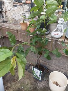 Czereśnia 'Kordia' 100-120 cm | Prunus avium | drzewo owocowe Czereśnia do ogrodu | późno dojrzewająca i wysokowydajna Zdjęcie produktu od klienta nr 1
