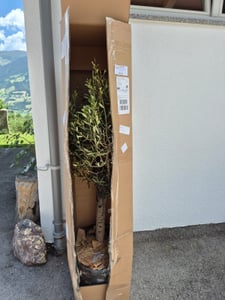 XXL olivovník, věk 25–30 let, odrůda Olea Europaea, vysoký kmen, výška 160–200 cm, tvarovaný keř, obvod kmene cca 20 cm. Středozemní olivovník Fotografie od zákazníka č. 9