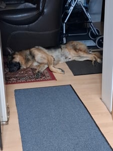 5 kg Lyra Pet® paski mięsa końskiego Zdjęcie produktu od klienta nr 1