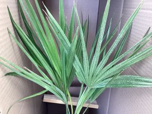 sada 2 mrazuvzdorných trpasličích paliem 70-90 cm Chamaerops humilis Jeden z najchladnejšie tolerantných druhov paliem v Európe Fotografia od zákazníka č. 9